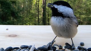 Carolina Chickadee Enjoys Birds Singing in the Background [upl. by Beberg]