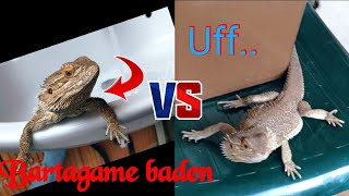 Bartagame VOR amp NACH dem BADEN 🤯 [upl. by Ayel]