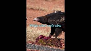 Wedge tailed eagle vs the alliance very old vid [upl. by Dorri]