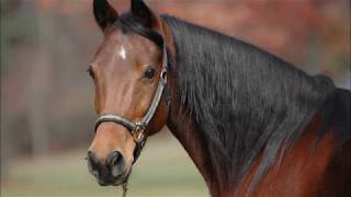 Horse Sounds for children neighing Whinying Snorting With Video And Pictures [upl. by Audry654]