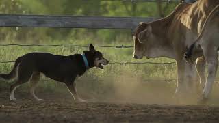 Incredibly Talented Australian Working Kelpie fearlessly works cattle in the Australian Outback [upl. by Neerroc]