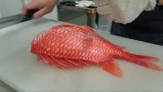 高級活魚エビス鯛を知ってる？あの恵比寿様が持ってるやつー！魚屋JAPANチャンネル がライブ配信中！ のハイライト 14447  14947 [upl. by Zampino534]