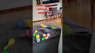 agapornis papilleros bebés les encanta jugar ❤️❤️ [upl. by Elttil]