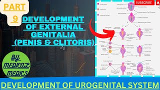 Development of External Genitalia  Development of Penis and Clitoris [upl. by Karsten414]