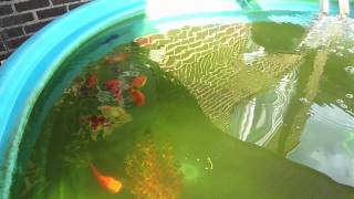 1000 gallon Stock Tank Goldfish Pond [upl. by Otiv822]