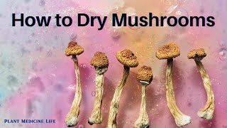 How to Dry Mushrooms [upl. by Anestassia321]