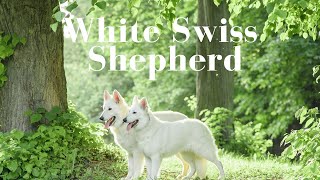 White Swiss Shepherd [upl. by Lanevuj]