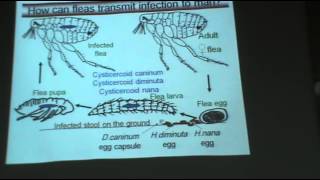 DrAzza  Parasitology  Helminths  Hymenolepis Infections  Part 2 [upl. by Dwyer287]