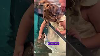 A stingray in labor got strandedshorts animals stingray rescue [upl. by Nanete836]