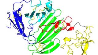 urokinase plasminogen activator and its receptor [upl. by Selby]