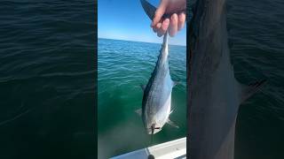 Releasing a False Albacore shorts fishing fish [upl. by Ainosal]