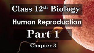 12th Class Biology  Chapter 3 Human Reproduction Part 1 [upl. by Rosemarie]