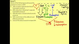 Renal Physiology Problem 7 [upl. by Ailime]