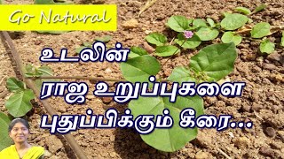 Mookirattai Keerai Health Benefits in Tamil மூக்கிரட்டை மூலிகை Punarnava Boerhavia Diffusa [upl. by Thirza]