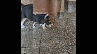 Beagle Dog puppies [upl. by Alecia]