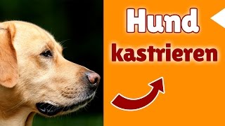 Hund kastrieren  Macht Kastration beim Hund Sinn oder ist es Unsinn [upl. by Eelrac]