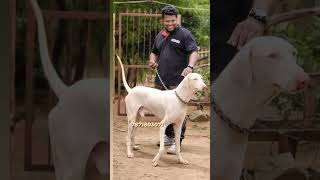 Rajapalayam dog for sale [upl. by Wehhtam]