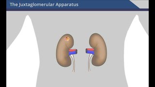 The Juxtaglomerular Apparatus [upl. by Padegs]