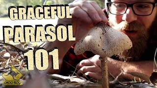 The Graceful Parasol Mushroom  How to find [upl. by Alilahk228]