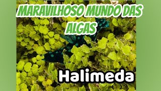 💲 💲 💲 Maravilhoso mundo das algas Halimeda a planta do dinheiro [upl. by Mari]