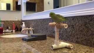 Basic parrot training Parrotlet edition [upl. by Anyehs]