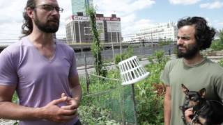 A tour of Smiling Hogshead Urban Farm in Queens New York [upl. by Ulberto]