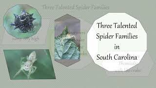 Three Talented Spider Families in South Carolina [upl. by Aderf]