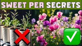 SECRETS of SUCCESS with SWEET PEAS How to grow sweet peas from seed to flowering [upl. by Elag856]