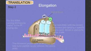 Protein Synthesis Stage 2 Translation [upl. by Laughry]