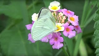 ランタナ（Lantana camara）とモンシロチョウ [upl. by Gabby]