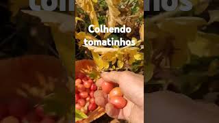 Colhendo tomatinhos no quintal [upl. by Anselmi]