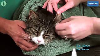 How to clean your cats ears [upl. by Assenay]