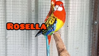 Rosella bird care complete Information Rosella parrot [upl. by Bellaude]