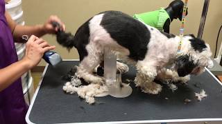 How to Groom a Shih Tzu full Groom Charlie [upl. by Aneev863]