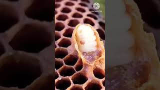 Varroa Mite Honeybee Parasites Easy Mind Hindi short [upl. by Sokul]