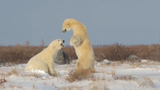 Giant Polar Bears playing in the snow דובי קוטב ענקיים בהאבקות Isbjørn [upl. by Koosis67]