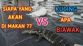 Apa yang Terjadi Ketika KUCING dan BIAWAK saling Berhadapan [upl. by Nob]