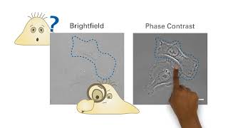 Optical Microscope The Principle of Phase Contrast Microscopy [upl. by Kristyn]