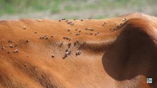 Horn Flies Haematobia irritans on Cattle [upl. by Suivatna251]