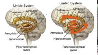 LIMBIC SYSTEM MNEMONIC [upl. by Anon]