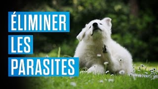 Comment éliminer les parasites sur vos animaux [upl. by Dawna]