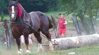 Armăsarii lui Ovidiu Brieac de la Păltinoasa  Bucovina 2023 [upl. by Stormy909]