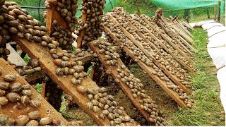 Amazing Snail Farm Technology 🐌  Snail Harvest and Processing  Products of Snail  Snail caviar [upl. by Doran551]