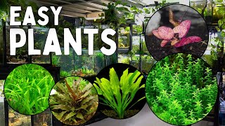 These 12 Aquarium Plants are the Easiest to Grow [upl. by Mars]