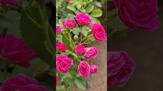 Morning Rosegardening beautiful shorts garden rose flower flowergarden gardeningtips happy [upl. by Hobie]