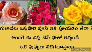 rose plant growing tips l gulabi plant fertilizer l how to grow rose plant with tips and care l [upl. by Dulla]