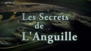 Les Secrets De LAnguille HD [upl. by Aneeh]