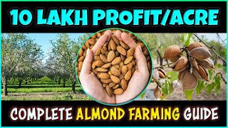 Almond Farming Step by Step Complete Guide  How to grow Almonds Tree from Seed at Home [upl. by Harvison]