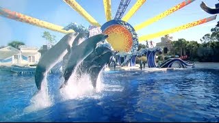 Celebrating 50 Years of SeaWorld® [upl. by Silloh]