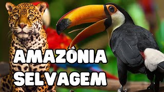 AMAZÔNIA SELVAGEM  Documentário  ANIMAIS DA AMAZÔNIA  Vida Selvagem [upl. by Indira]